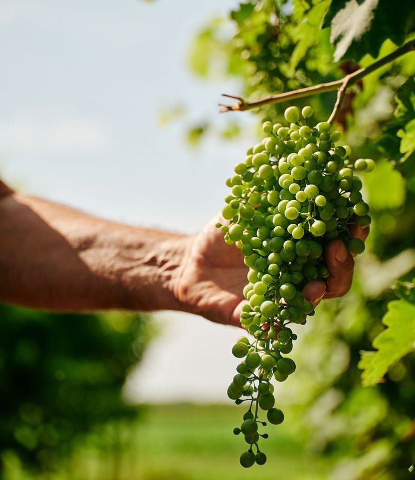 vigneti-home-02-rive-della-chiesa-7d9a35f2